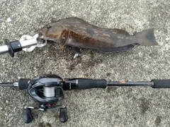 アイナメの釣果