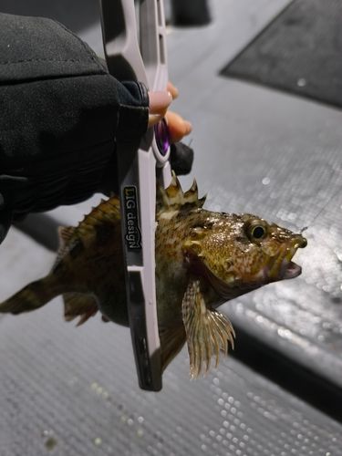 アラカブの釣果