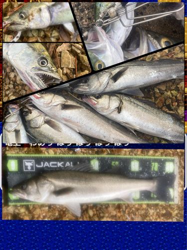 シーバスの釣果