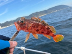 アラカブの釣果