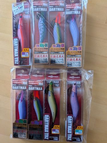 アオリイカの釣果