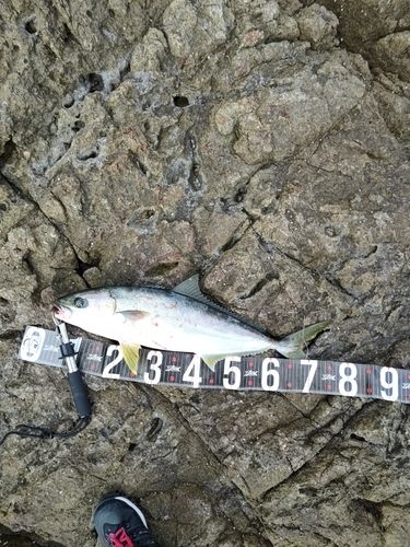 ヒラマサの釣果