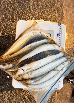 カマスの釣果