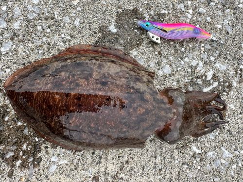 コウイカの釣果