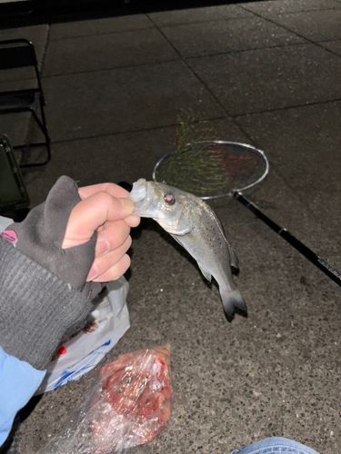 セイゴ（マルスズキ）の釣果