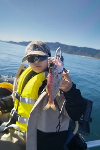 シロムツの釣果
