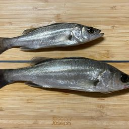 セイゴ（タイリクスズキ）