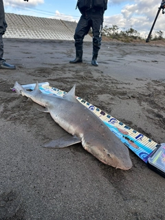 ドチザメの釣果
