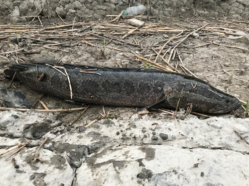 ライギョの釣果