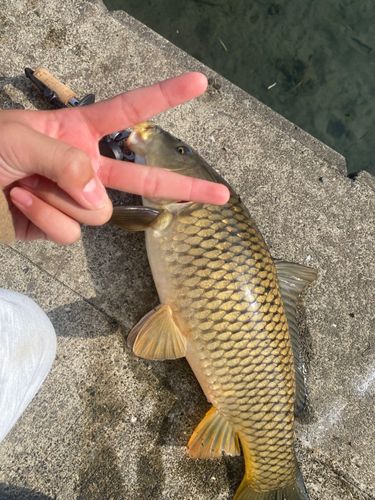 コイの釣果