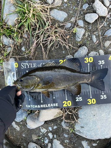 スモールマウスバスの釣果