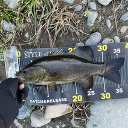 スモールマウスバス