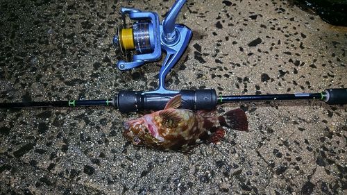 カサゴの釣果