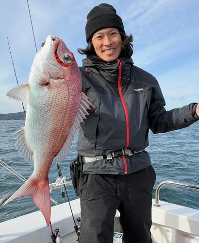 マダイの釣果