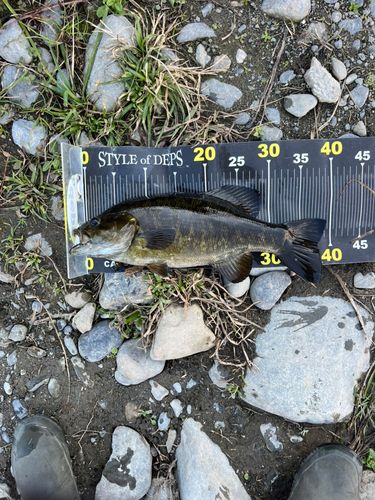 スモールマウスバスの釣果