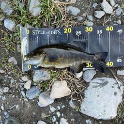 スモールマウスバス