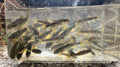 カワムツの釣果