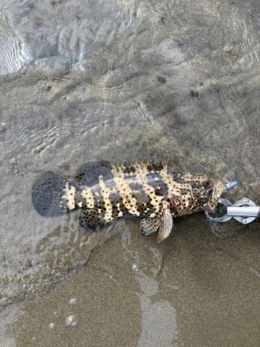チャイロマルハタの釣果