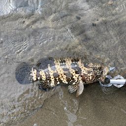 チャイロマルハタ