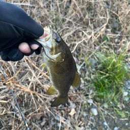 スモールマウスバス