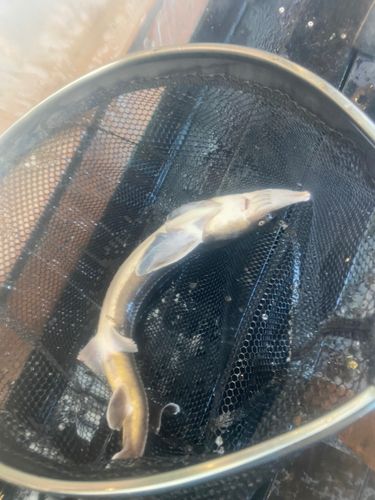 チョウザメの釣果