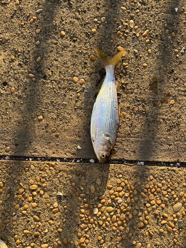 コノシロの釣果