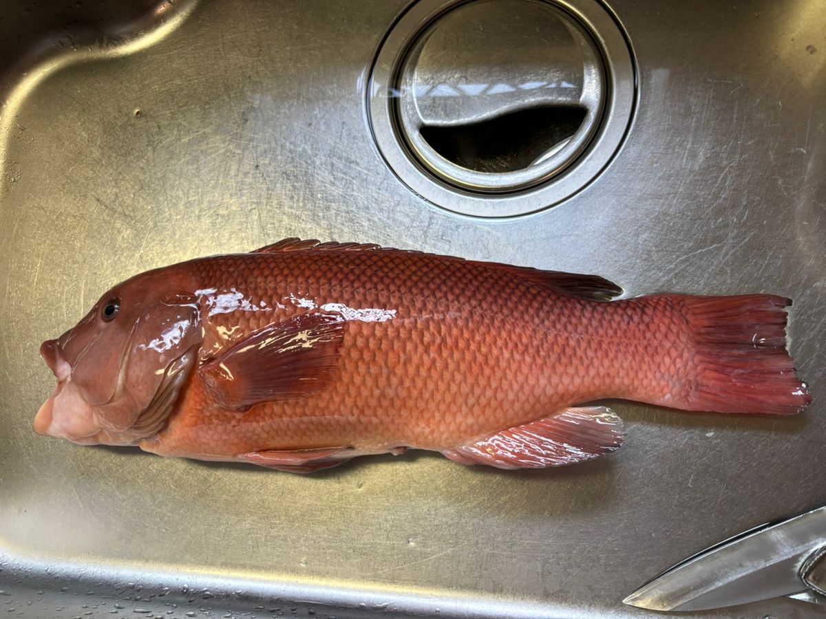 房総釣行記さんの釣果 2枚目の画像