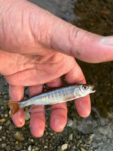 オイカワの釣果