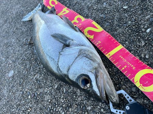 ヒラスズキの釣果