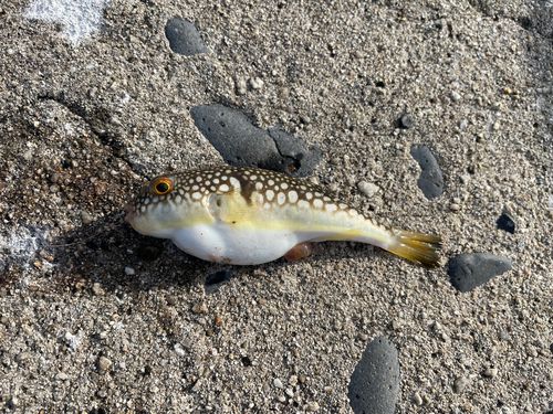 チダイの釣果