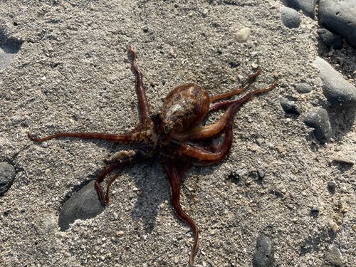 カワハギの釣果