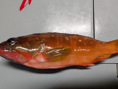 アカハタの釣果