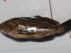 オオモンハタの釣果