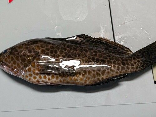 オオモンハタの釣果