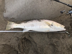 オオニベの釣果