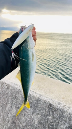 ヤズの釣果