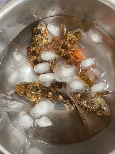 アヤメカサゴの釣果