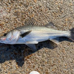 フッコ（マルスズキ）