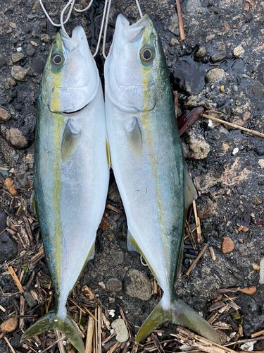 コズクラの釣果