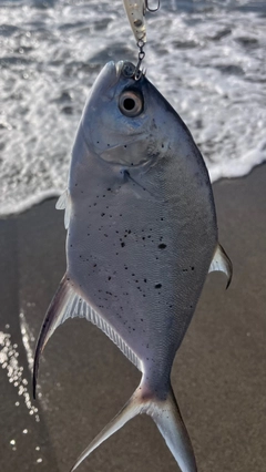 コバンアジの釣果