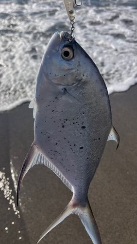 コバンアジの釣果