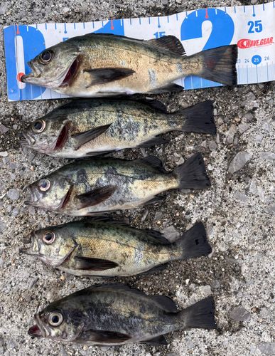 周防大島（屋代島）