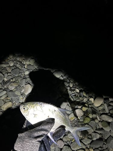 コバンアジの釣果