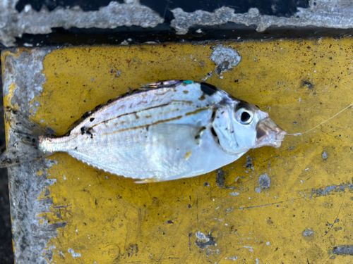 ヒイラギの釣果