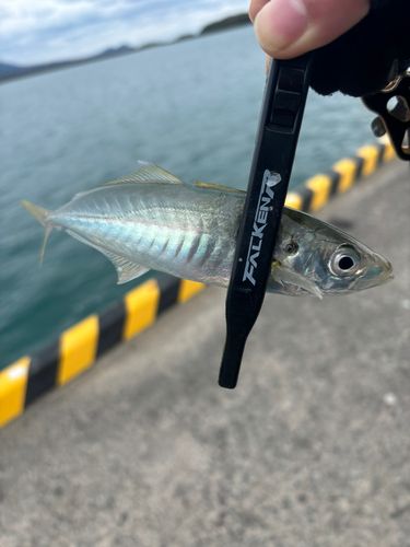 マルアジの釣果