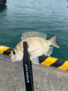 チャリコの釣果