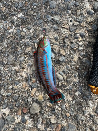 イソベラの釣果