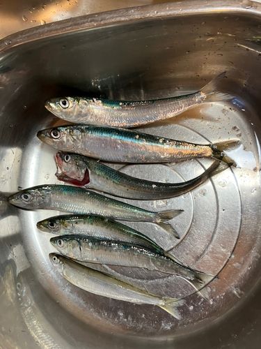 イワシの釣果