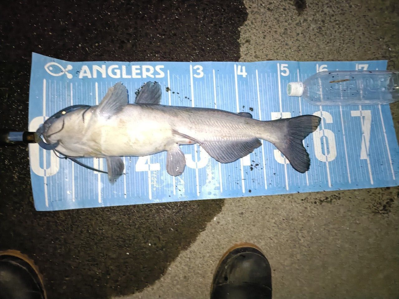 チャネルキャットフィッシュ