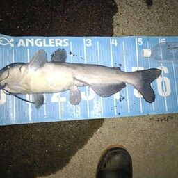 チャネルキャットフィッシュ